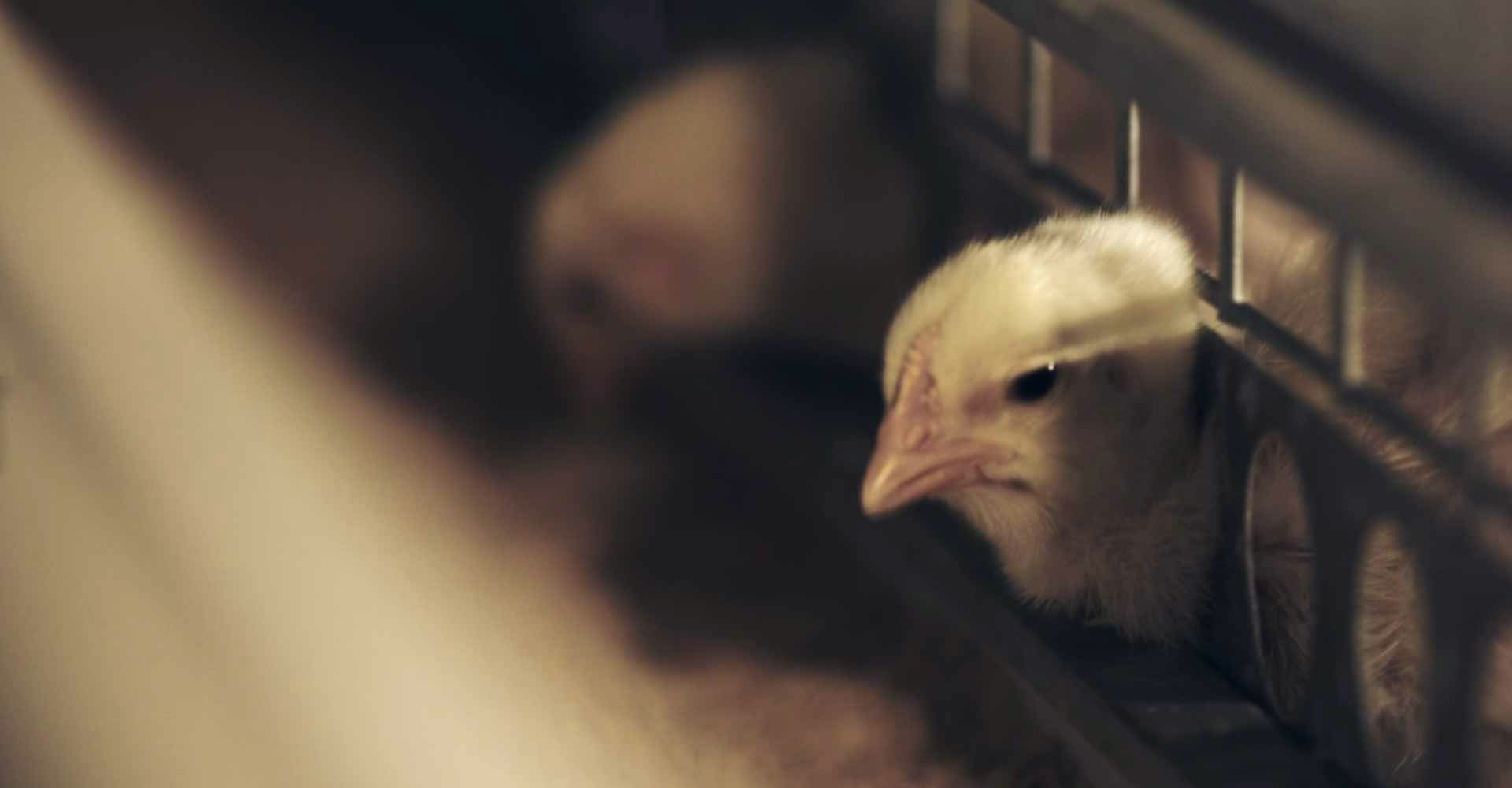 山东民和牧业股份有限公司